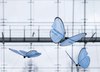 image 1 - emotionbutterflies