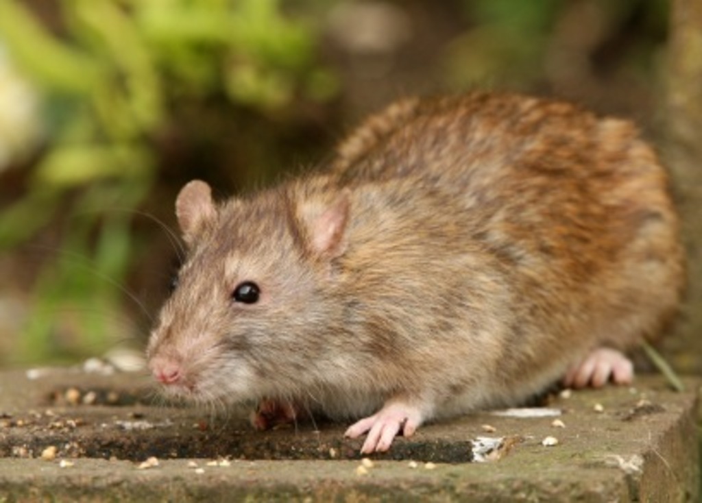The pest control taboo