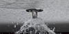 sprinkler head