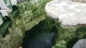 seal-pool-before-300x168