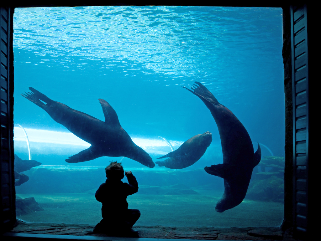 CDA - Drive keeps sea lions on view