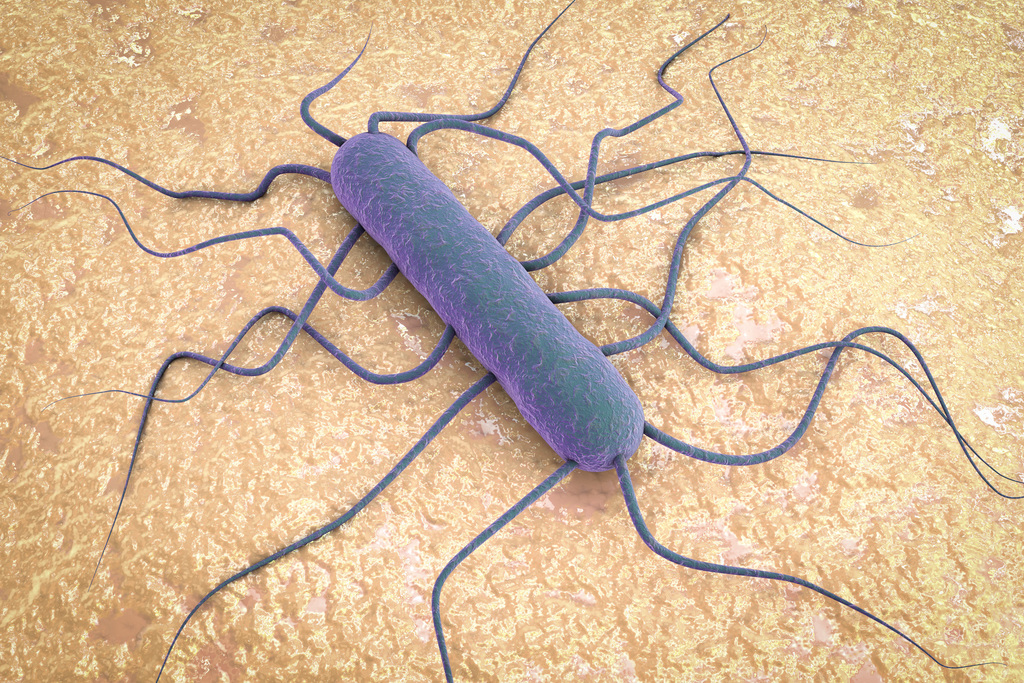 listeria monocytogenes