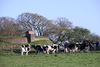 farm