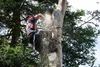Man in tree