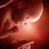 fetus